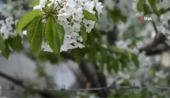 Uzmanlardan, havaların ısınmasıyla birlikte artan polen alerjisine karşı uyarı