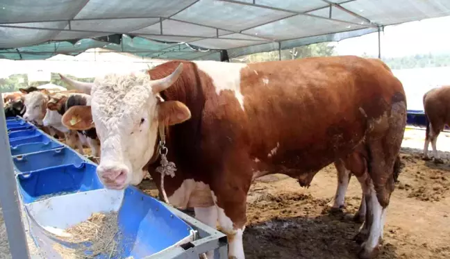 İzmir'de kurban pazarı hareketliliği başladı