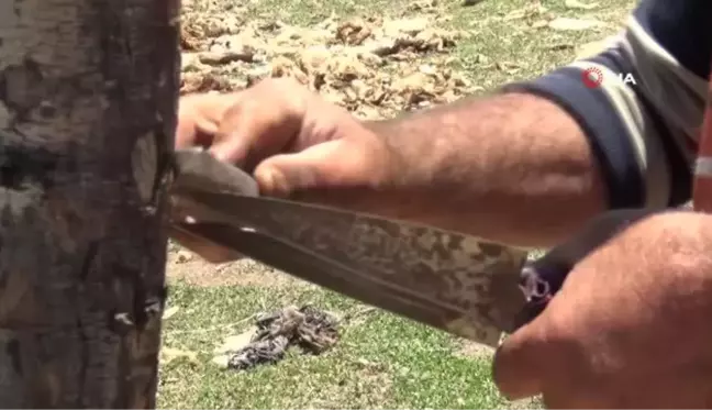 Muş'ta koyun kırkımına başlandı