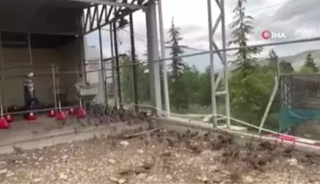 Özenle büyütülen keklikler doğaya salındı
