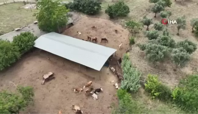 En azgın boğaları masaj yaparak kuzuya dönüştürüyor