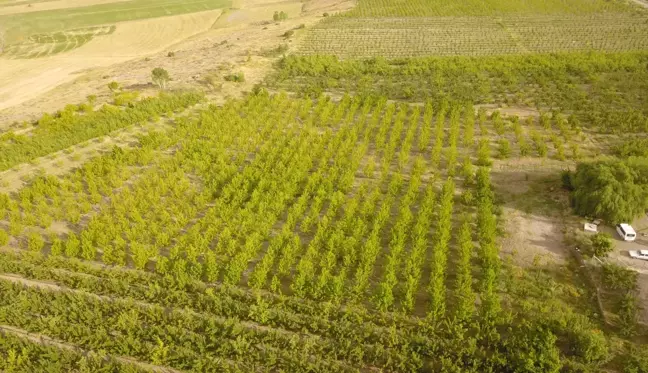 Ahlat'ta 29 çiftçi için yüzde 50 hibe destekli elma bahçesi kuruldu