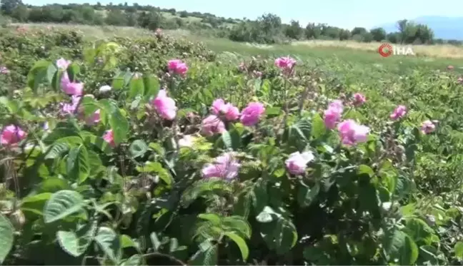 Yağlık gül üretiminin önemli merkezlerinden Çardak'ta hasat heyecanı başladı