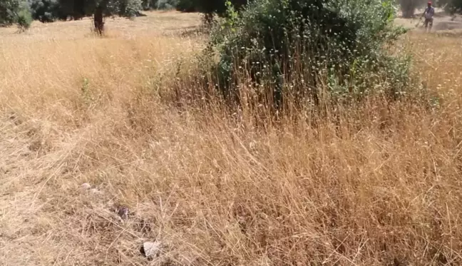 Efeler Belediyesi'nden Tralleis Antik Kenti'ne Bakım