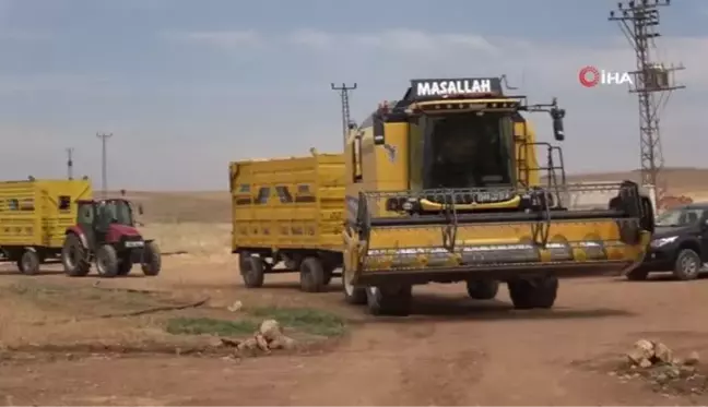 Mardin'de çölyak hastaları için karabuğdayın ilk hasadı yapıldı