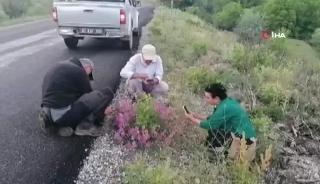 Tunceli'de bitki envanteri çıkarılıyor