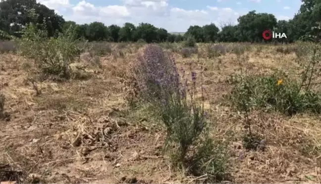 Uzunköprü'de ilk lavanta hasadı yapıldı