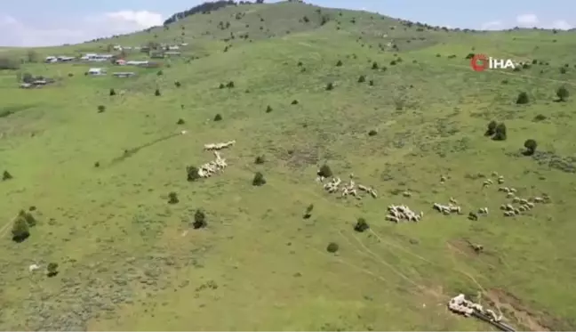 Akdağmadeni'nde yaylacılık geleneği yaşatılıyor