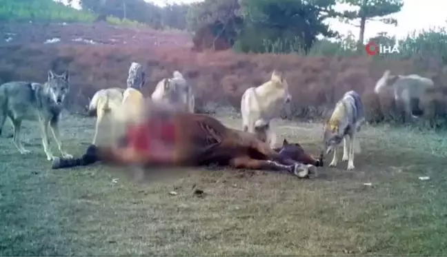 Vahşi yaşam fotokapana yansıdı: Onlarca kurt avladıkları yılkı atını parçaladı