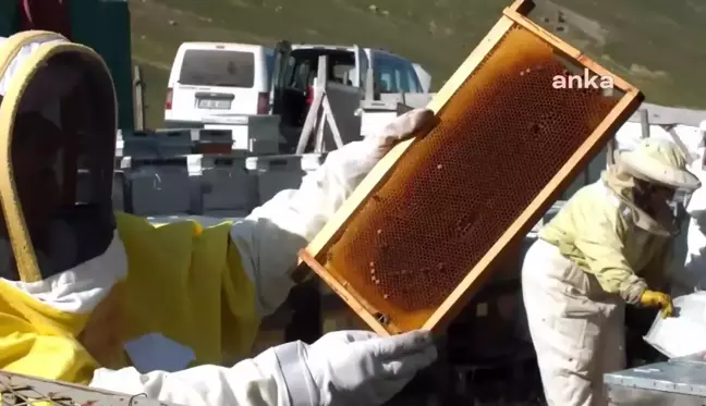 Bu Yıl Anzer Balı 2 Bin Liradan Satılacak