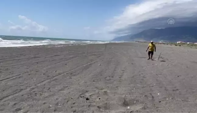 Deniz kaplumbağaları Doğu Akdeniz sahillerine yumurta bırakmaya başladı