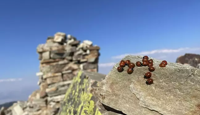 Koloniler halinde yaşıyorlar! Maceracılar bulutların üstündeki tepeye sırf onlar için tırmanıyor