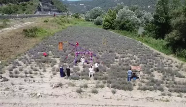 Kadınların kurduğu derneğin lavanta bahçesinde hasat yapıldı