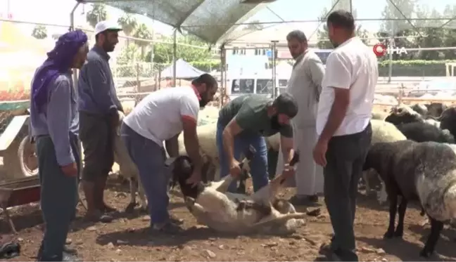 Uzmanlardan kurbanlık uyarısı: