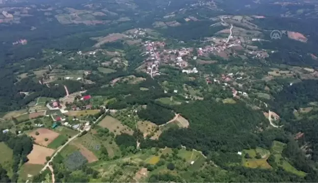 Bursa'da ahududu üreticileri bu yıl verimden memnun