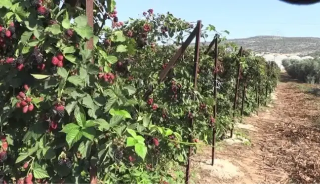 Kadınlar, böğürtlen hasadıyla aile bütçesine katkı sağlıyor