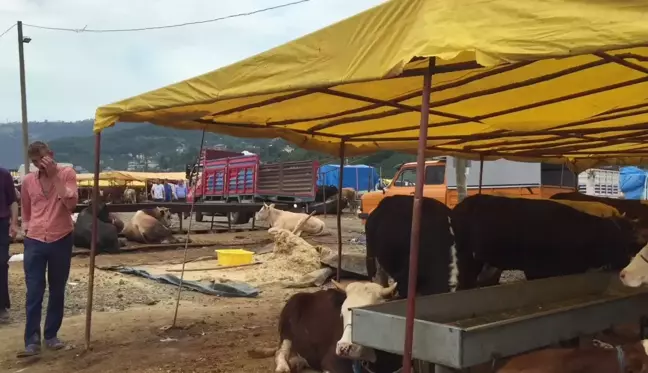 Trabzon'a Kurbanlık Satmak İçin Gelen Elazığlı Besici: 