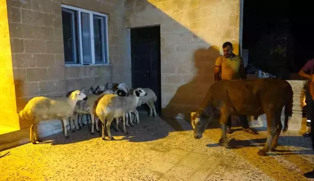 Almanya'da yaşayan Mardinli vatandaş Cumhurbaşkanı Erdoğan için 11 kurban kestirdi