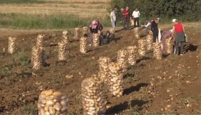 Hasadın sürdüğü patateste 22 bin ton rekolte bekleniyor