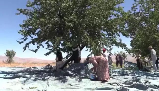 Malatya'da mevsimlik tarım işçilerinin 