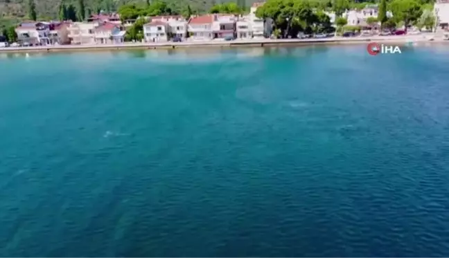 Yunuslardan Gemlik Körfezi'nde görsel şölen