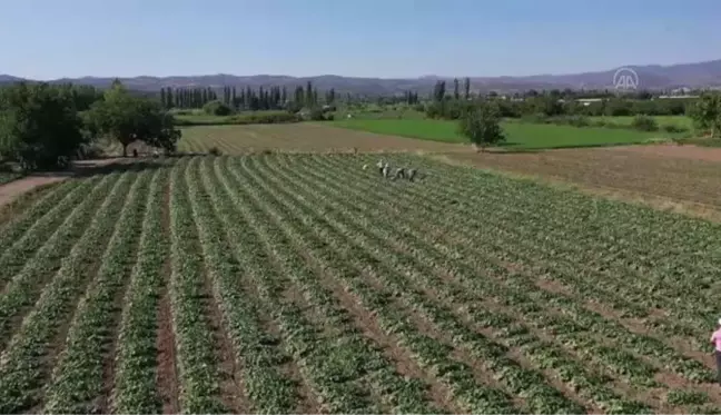 BALIKESİR - Üretim alanı artan 