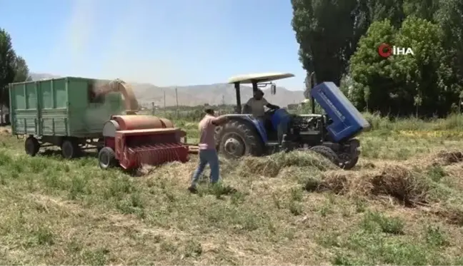 Çiftçilerin Muş Ovası'nda sıcak havada zorlu patos mesaisi