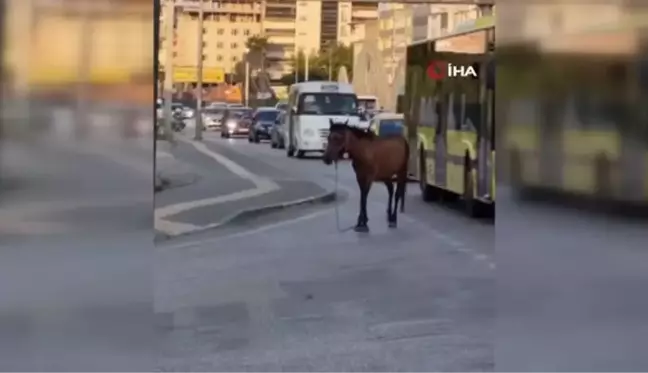 Bursa'da başıboş at trafiğe daldı