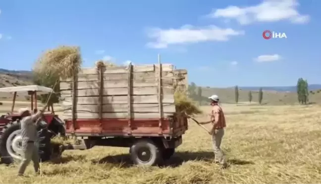 Hayvanların kışlık yem hazırlıkları hızlandı