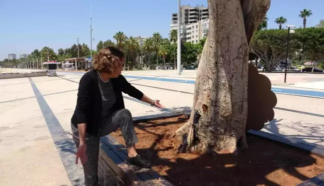 Mersin'de yarım asırlık ağacın kurutulmasına tepki