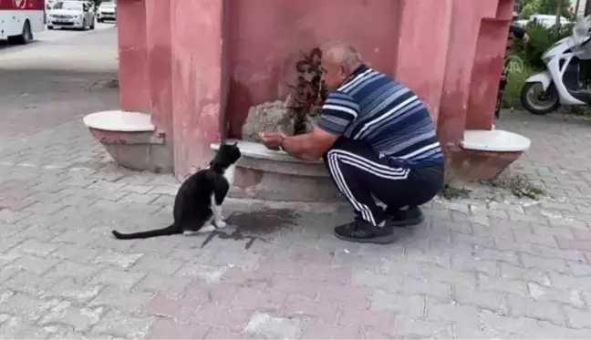 Bolu'da bir vatandaş sıcaktan bunalan kediye elleriyle su içirdi