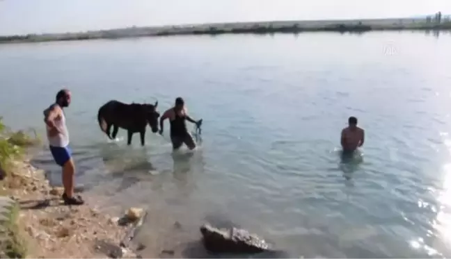 ŞANLIURFA - Sıcaktan bunalan atlar Fırat Nehri'nde serinletildi