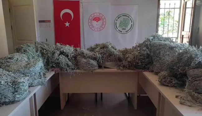 BALIKESİR - Kazdağları'nda endemik bitkileri koparan kişilere 650 bin lira para cezası kesildi