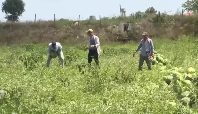 Bafra Ovası'nda hasadına başlanan karpuzda 120 bin ton rekolte bekleniyor