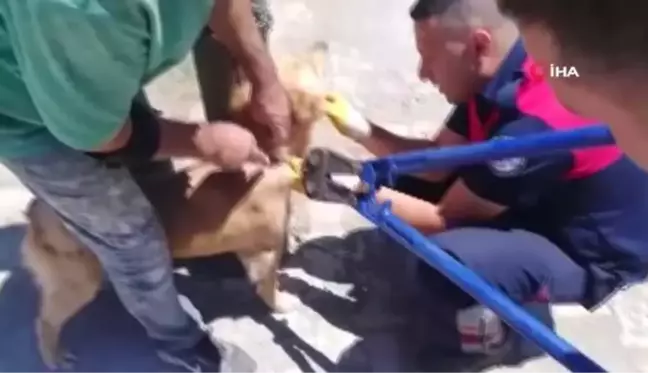 Biri direğe bağlanmış, diğeri kuyuda mahsur kalan köpekleri itfaiye kurtardı