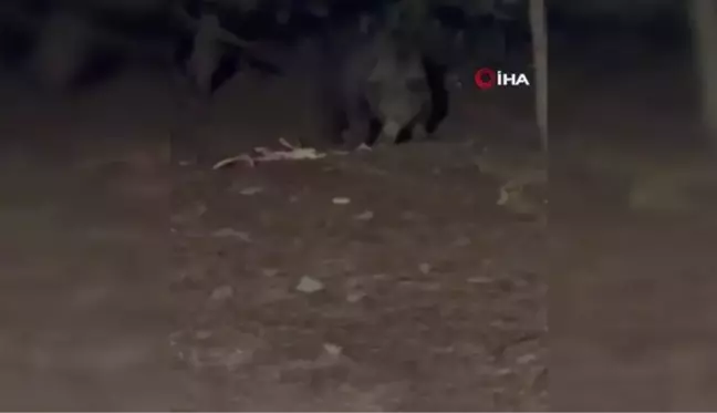 Bahçesine gelen ayı ile poz verip o anları böyle kaydetti