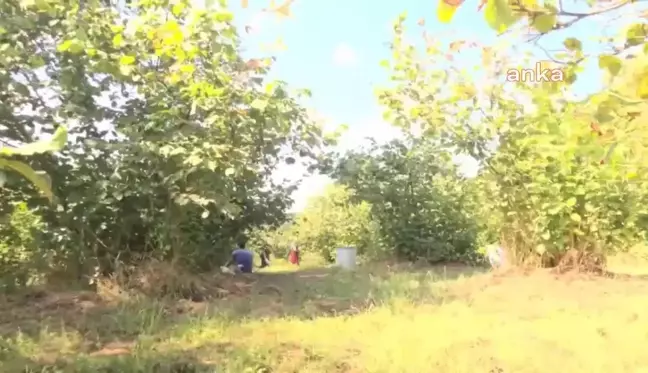 Ordu haberleri... Ordulu Üretici Fındık Fiyatına Tepkili: 