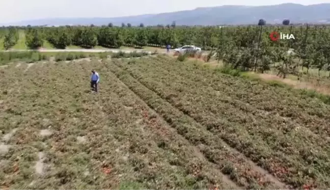 Hasada sayılı günler kala binlerce dönüm domates kurudu