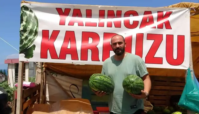 Yalıncak karpuzunda hasat rötarlı başladı