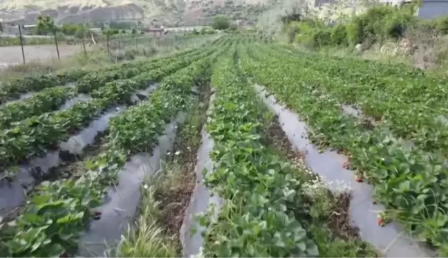 Daha önce tütün ekilen araziler çilek tarlasına dönüştü