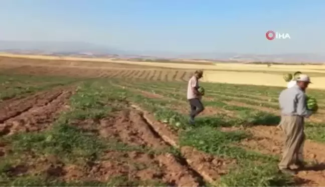 Hıdıroz karpuzu tezgahlardaki yerini aldı