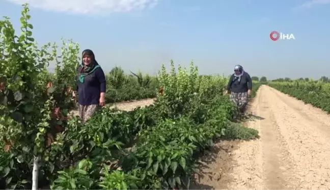 Denizli haberi | Pamukkale Ovası'nda çiftçinin yeni umudu salçalık biber oldu