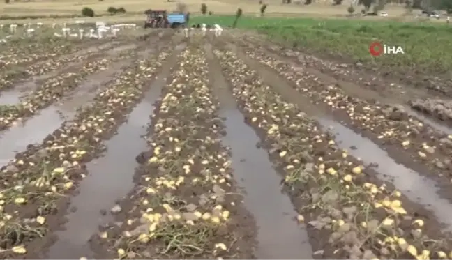 Sel basan tarlada toplanmaya bekleyen 35 ton patates sular altında kaldı