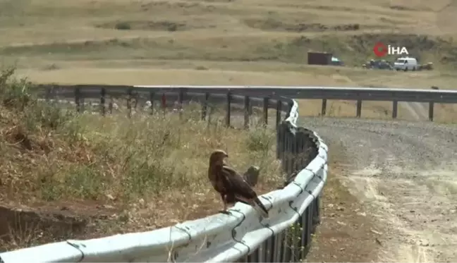 İki şahinin gökyüzünde dansı böyle görüntülendi