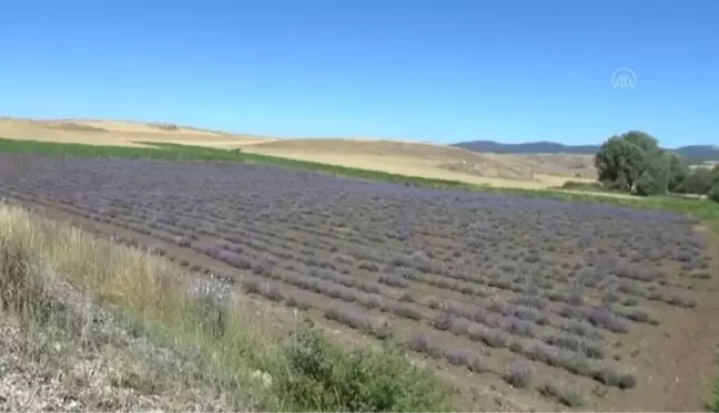Bingöl haber! Rengi ve kokusunu sevdiği lavanta genç kadını üretici yaptı