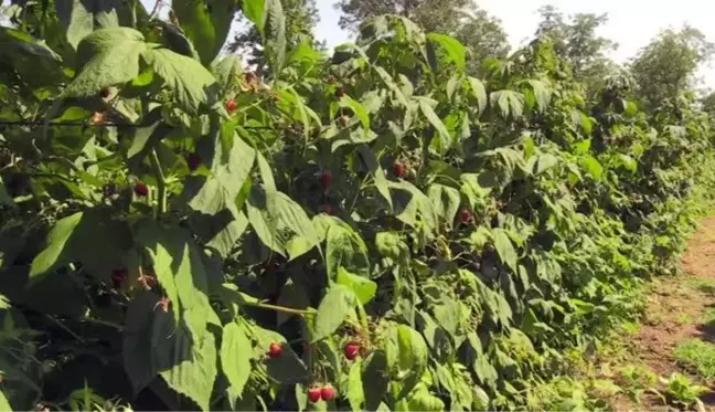 Bursa gündem haberi: Ahududunun merkezi Bursa'da üretim alanı ve rekolte artıyor