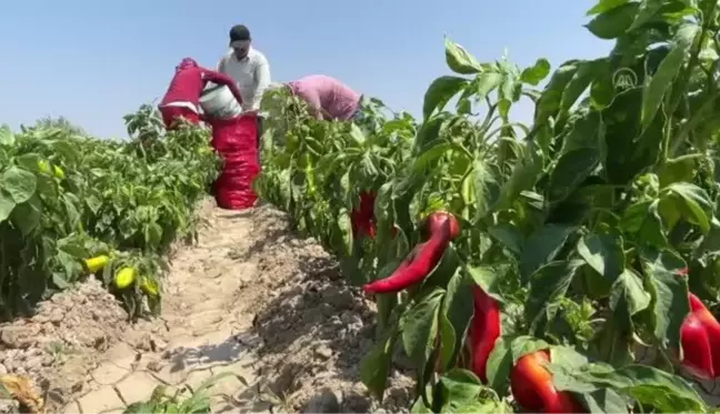 Hasadına başlanan kapya biberde 61 bin ton rekolte bekleniyor