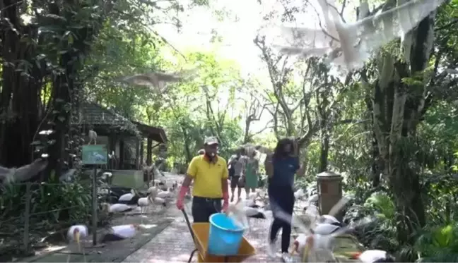 Malezya'daki kuş cenneti: Kuala Lumpur Kuş Parkı