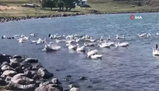 Bu yayladaki herkes geçimini kazdan sağlıyor