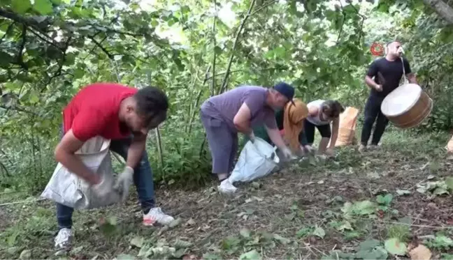 Düğün davuluyla 'fındık' hasadı